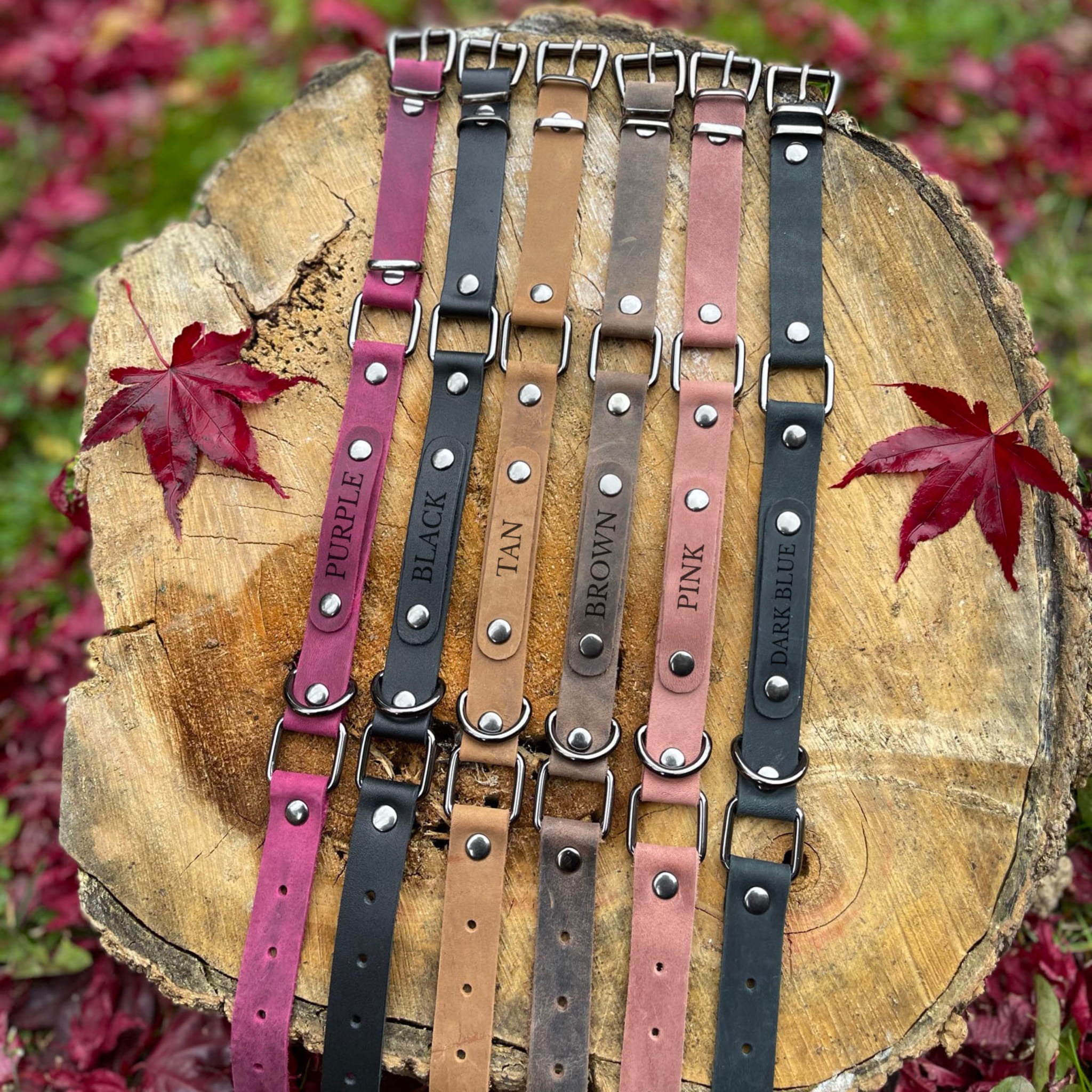 Set of leather dog collars in various colors 